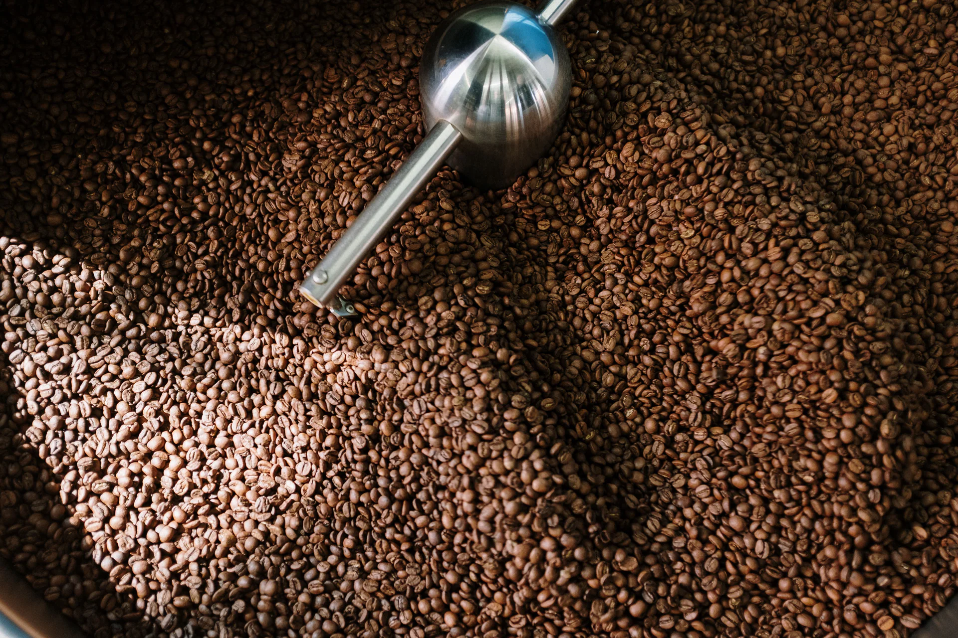 Coffee beans turning in the cooling tray of a drum roaster